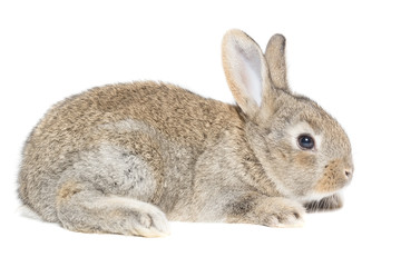 rabbit on a white background
