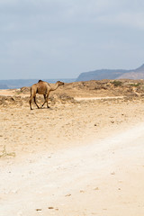 in oman camel  empty quarter of desert a free dromedary near the  sea