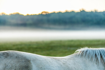 Pferderücken im Sonnenaufgang bei Frühnebel, Nahaufnahme