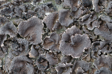Background of dry lichen .