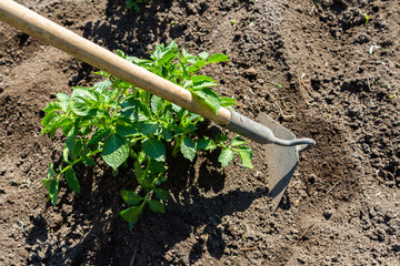 Young potato plant growing on the soil.Potato bush in the garden.Healthy young potato plant in organic garden.