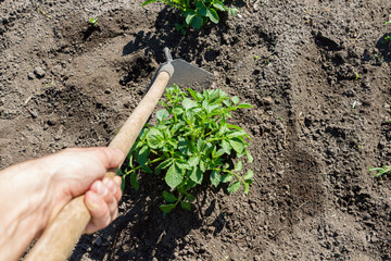 Young potato plant growing on the soil.Potato bush in the garden.Healthy young potato plant in organic garden.