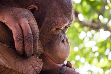 Orangutan portraits