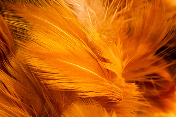  feather macro close up abstract background
