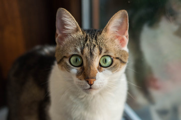 Naklejka na ściany i meble Cat with extraordinary big eyes looks into the camera