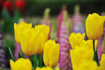 Obraz premium チューリップの花