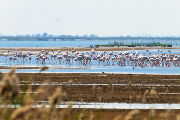 Flock of pink flamingos.Po river lagoon
