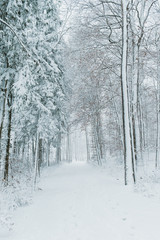 path through winter forest