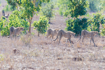 Group of Cheetah in hunting position ready to run for an ambush. Kruger National Park, South Africa.