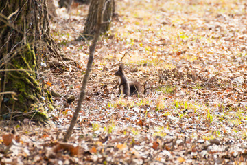 Red squirrel close up
