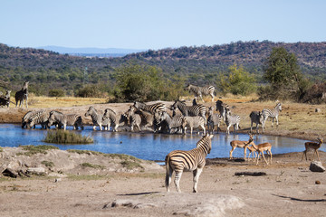 This is Africa - Plains Zebra
