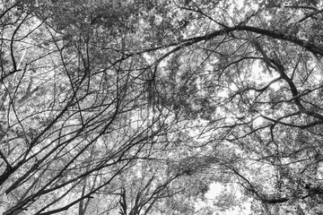 Black and white of the forest it look sad tone.
