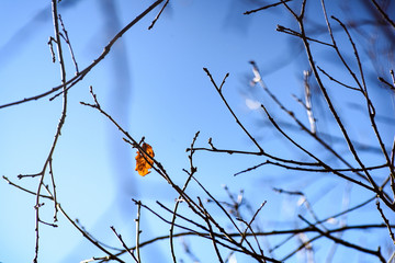 tree leaves in early summer
