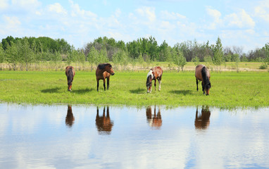 Horses graze in a meadow near the river.