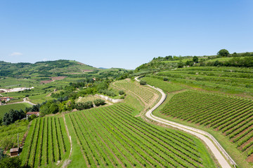 Fototapeta na wymiar Vineyards from Soave.Italian wine.
