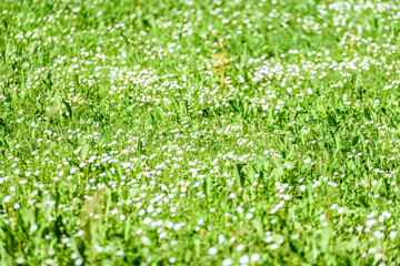 small white flowers in meadow