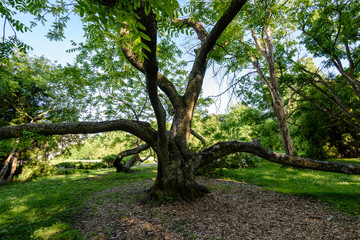 green forest with tree trunks in summer