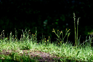 small white flowers in meadow