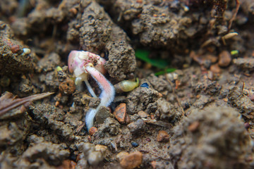 Young corn plant sprout growing from the ground.