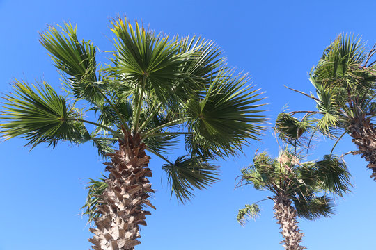 Coconut palm trees in a summer day