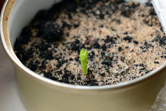18 days old Aloe Marlothii seedling, aloe sprout in small pot, African desert succulent, also known as flat-flowered and mountain aloe, beautiful prickly plant from Swaziland, Mozambique and Zimbabwe