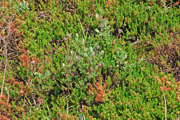 Pflanzenwildnis in den Dünen der deutschen Nordseeküste an einem sonnigen Tag im Frühling

