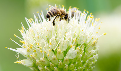 Bee on onion flower