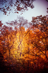Autumn park or forest with beautiful  foliage, fall outdoor nature background