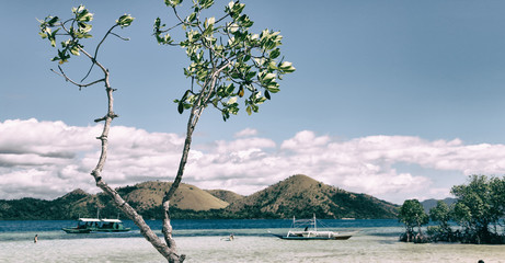 in the beautiful  island cosatline and tree