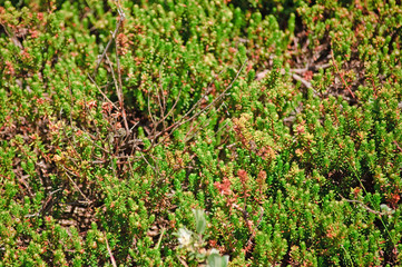 Pflanzenwildnis in den Dünen der deutschen Nordseeküste an einem sonnigen Tag im Frühling

