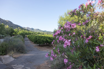 Through the desert of the palms in castellon, spain