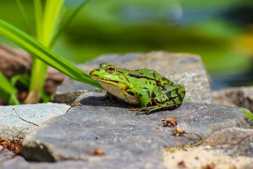 Afwasbaar fotobehang frog on a rock © Kristina