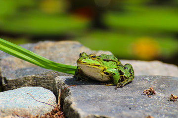 frog on a rock