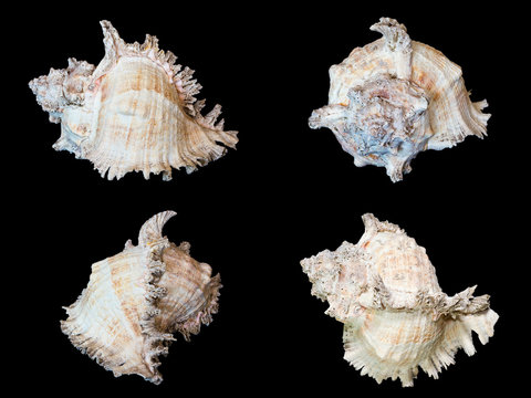 sea shells isolated