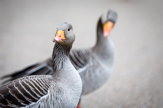 Curious geese