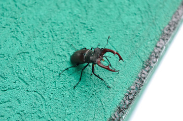 A deer beetle sits on the wall of a building