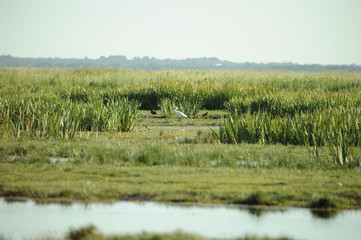 Spatule blanche dans un marais