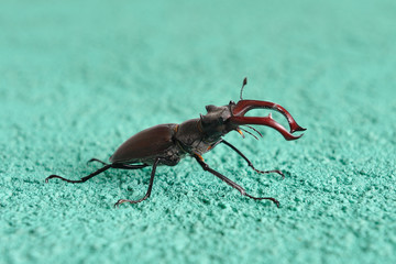 A deer beetle sits on the wall of a building