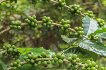 Coffee beans on the branch.