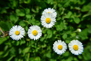 Stokrotki © Wiktoria