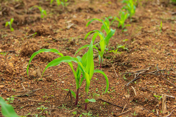 landscape with a field of young corn