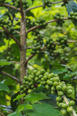 Fototapeta na wymiar Coffee beans on the branch.