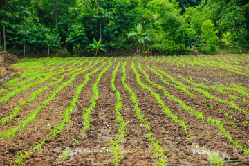 Fototapeta na wymiar landscape with a field of young corn