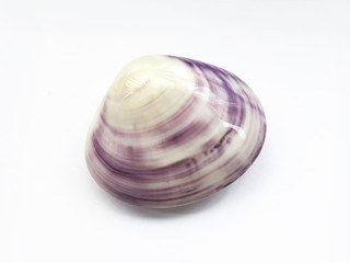 Seashell isolated on white background