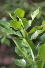 Leaf lime green in the rainy season.