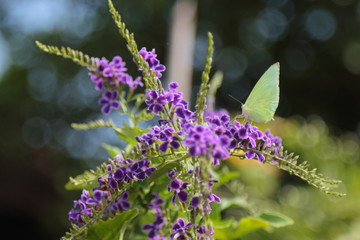Yellow butterfly catch on purple flowers.