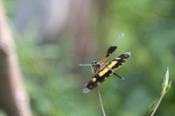 Yellow-winged dragonfly on a branch in the garden
