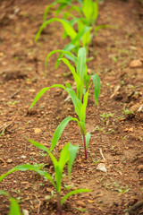 landscape with a field of young corn