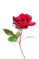 bud of red rose