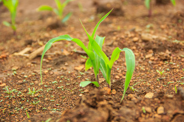 landscape with a field of young corn